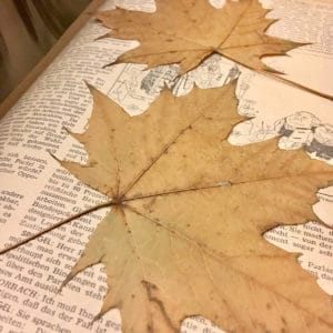 Gepresste Blätter liegen in einem Buch